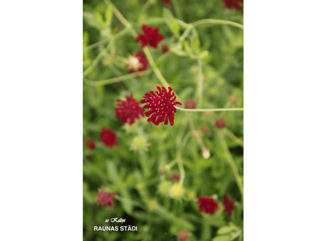 Knautia macedonica   'Mars Midget'